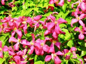 Clematis viticella 'Abundance'