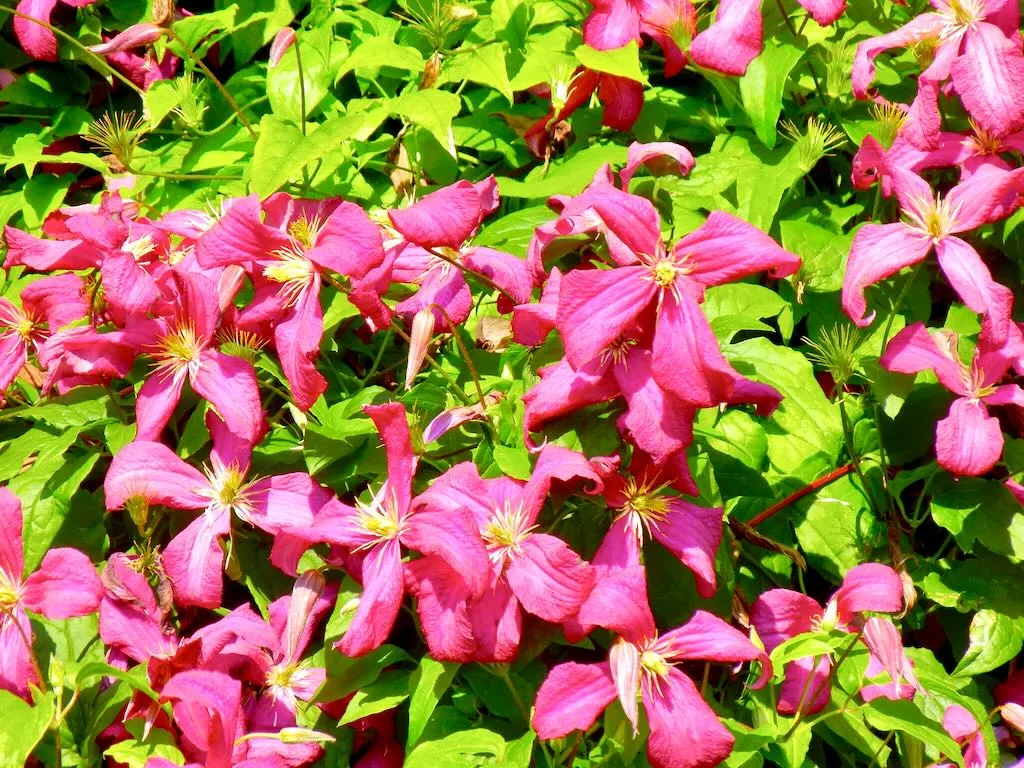 Clematis viticella 'Abundance'
