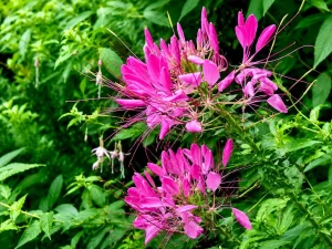 Cleome spinosa