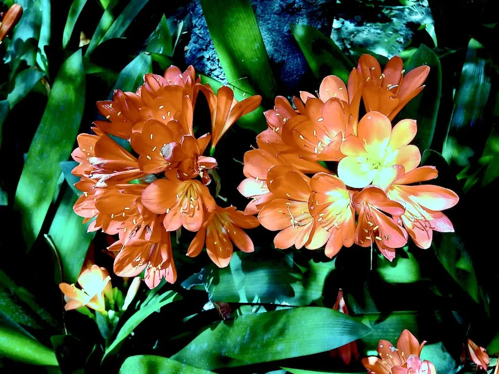 Clivia miniata
