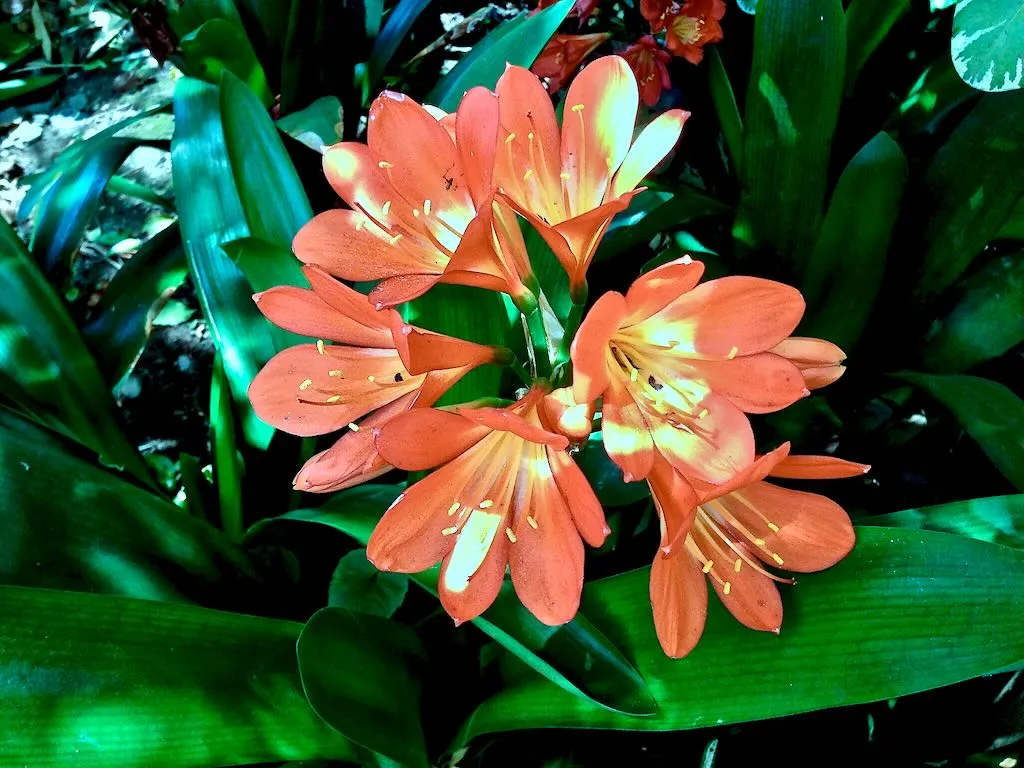 Clivia miniata