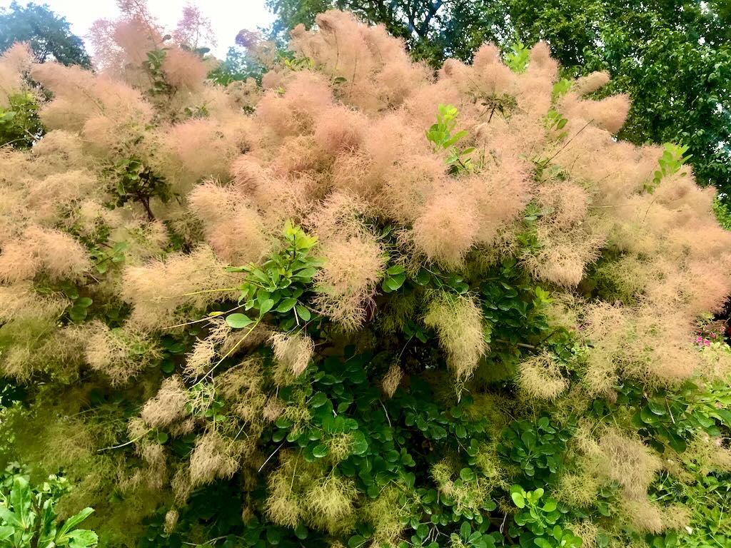 Cotinus coggygria