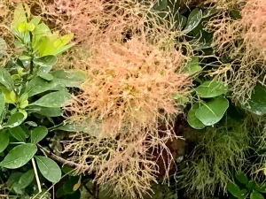 Cotinus coggygria