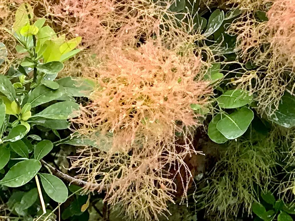 Cotinus coggygria