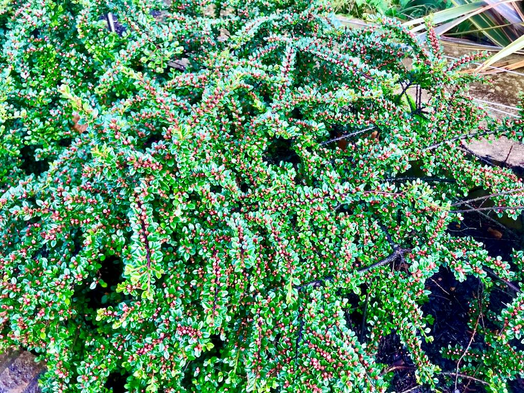 Cotoneaster horizontalis