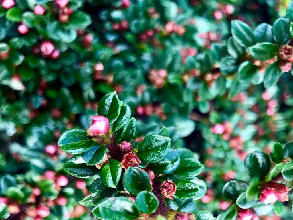 Cotoneaster horizontalis