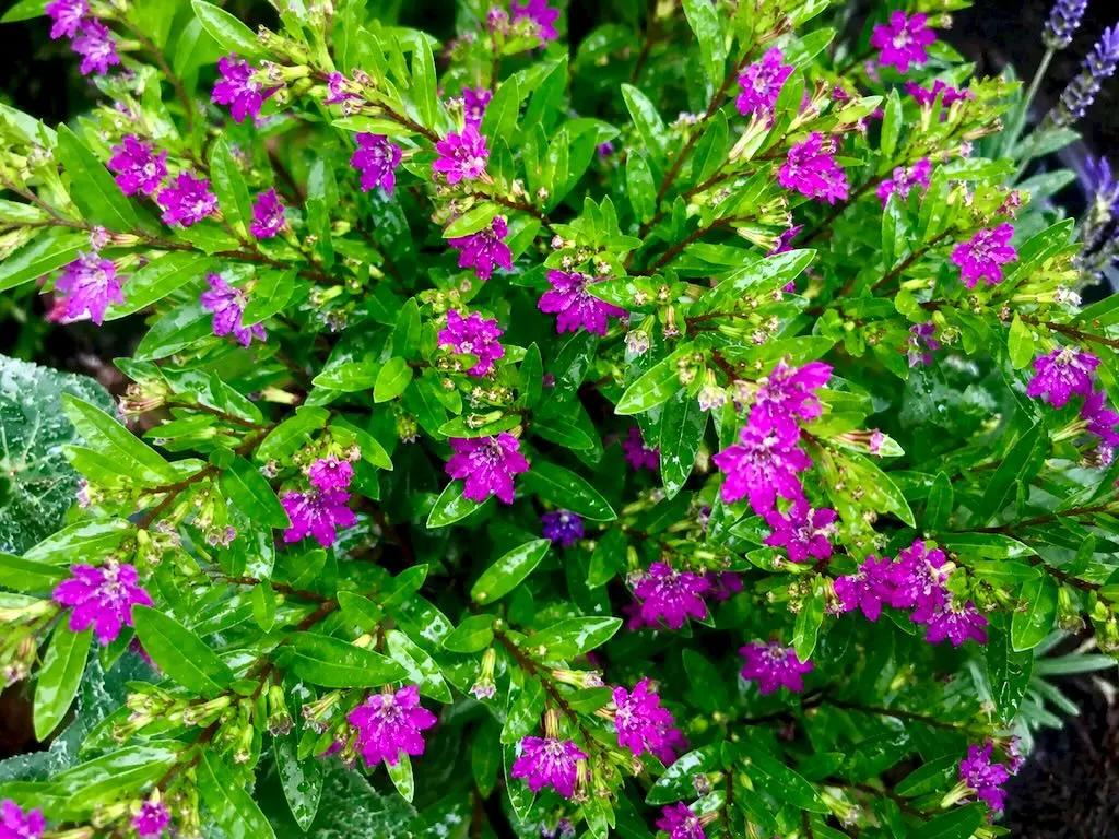 Cuphea hyssopifolia