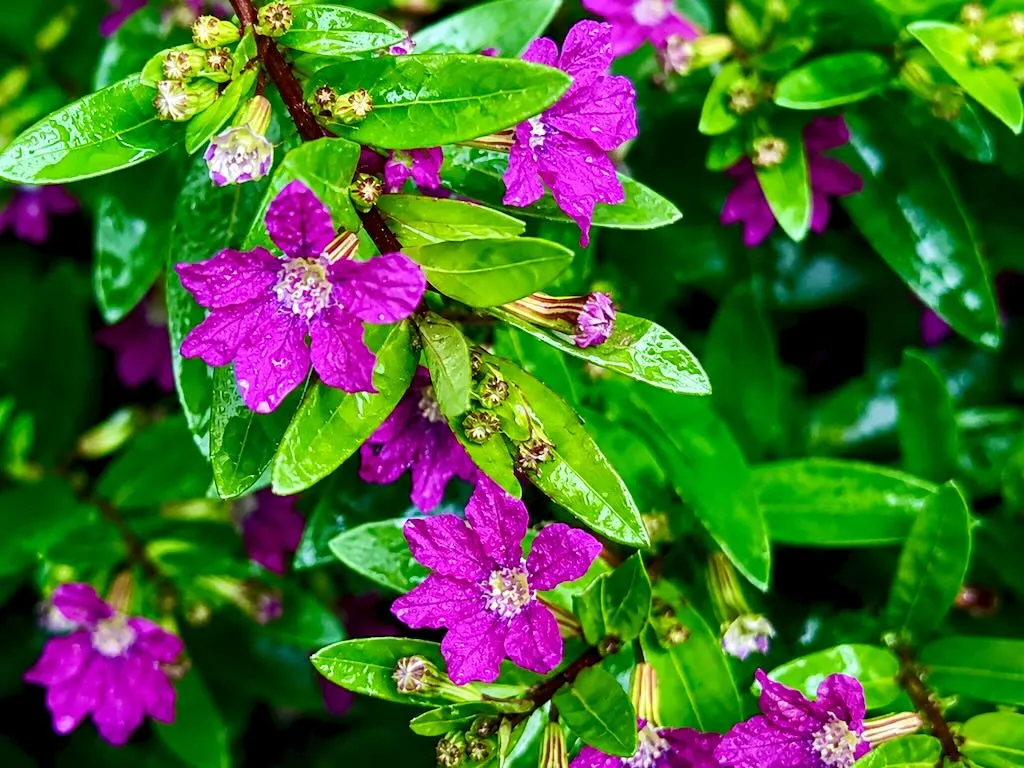 Cuphea hyssopifolia