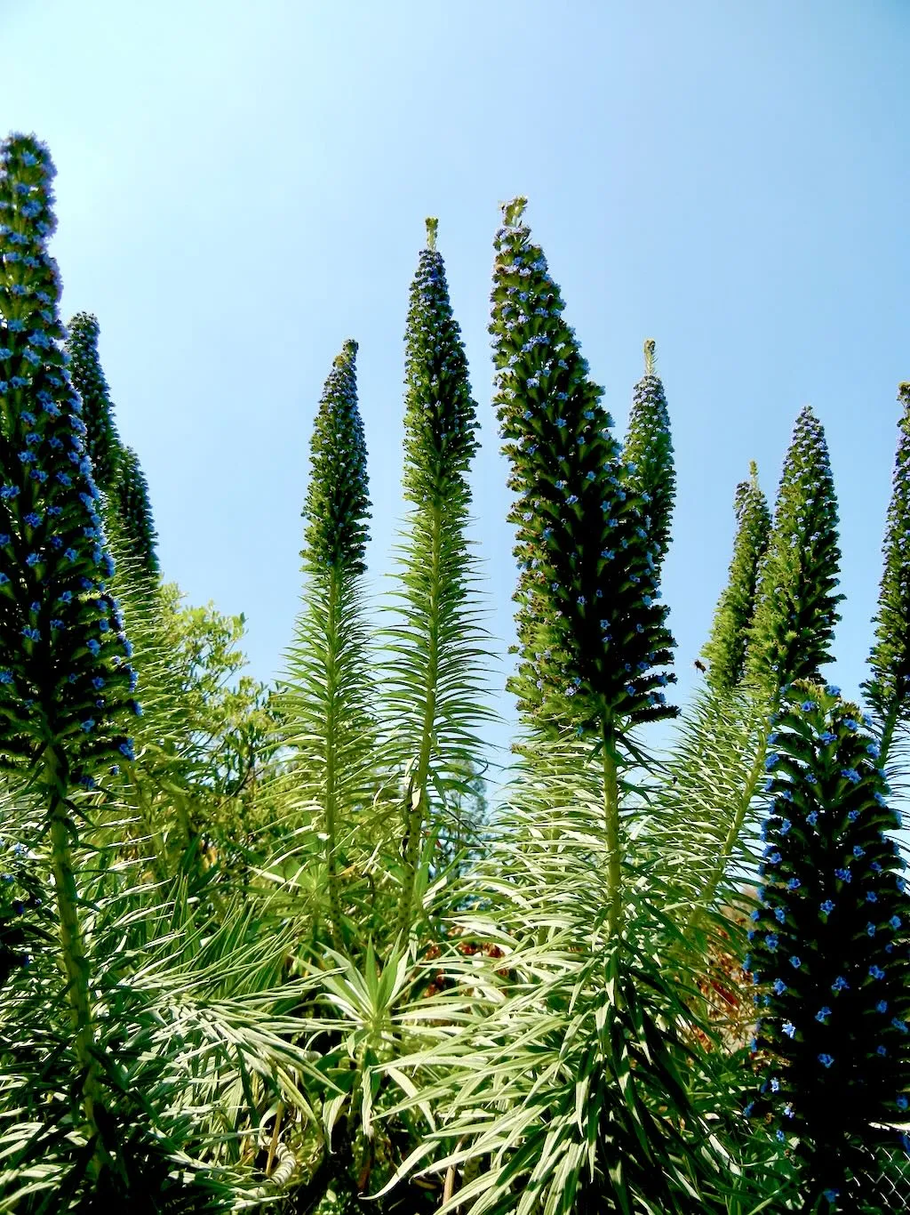 Echium candicans-1 - Online Flower Garden Boraginaceae Echium candicans