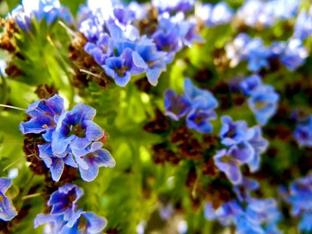 Echium candicans - Online Flower Garden Echium candicans