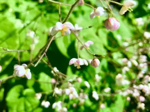 Epimedium pubigerum