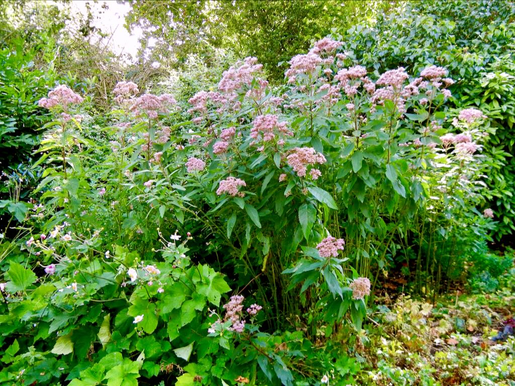 Eupatorium maculatum Atropurpureum-1 - Online Flower Garden Eupatorium maculatum'Atropurpureum'