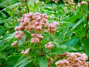 Eupatorium maculatum 'Atropurpureum'