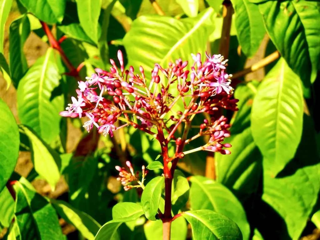Fuchsia paniculata - Online Flower Garden Fuchsia paniculata
