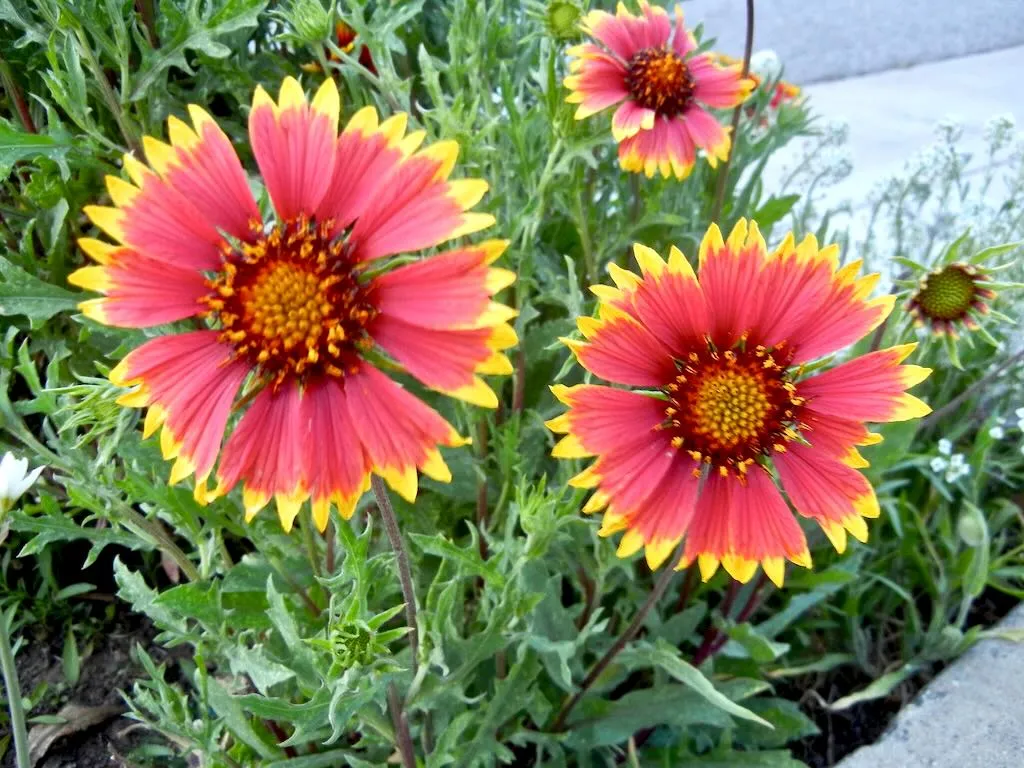 Gaillardia aristata ‘Arizona Sun’
