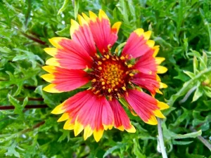 Gaillardia aristata ‘Arizona Sun’