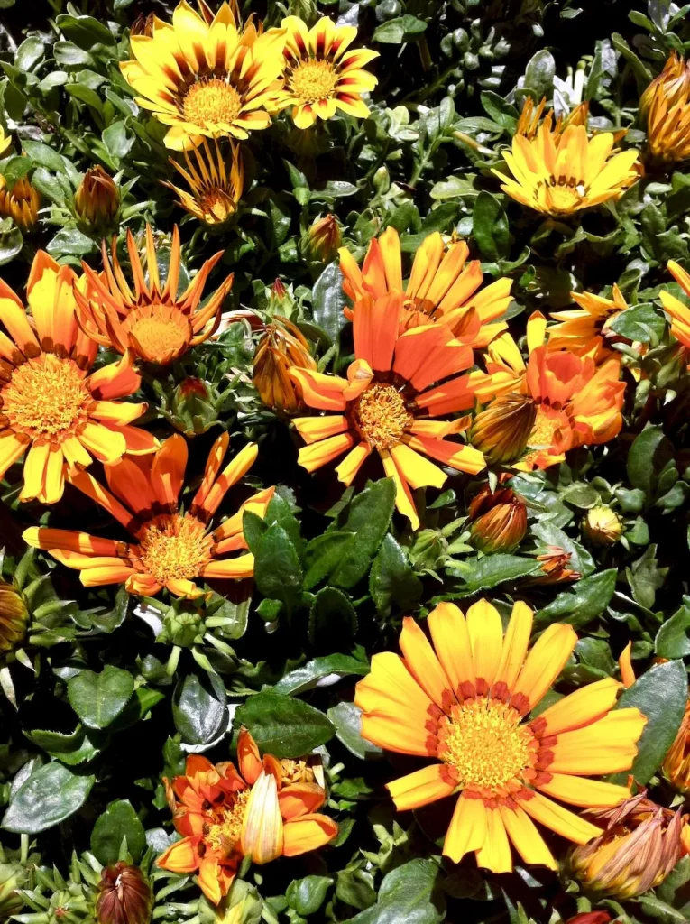Gazania rigens or Treasure Flower