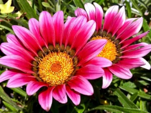 Gazania rigens 'Christina' or Treasure Flower