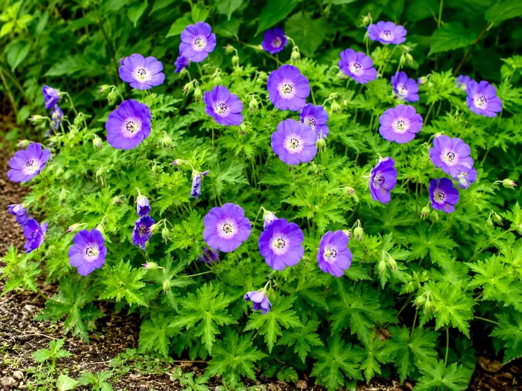 Geranium sylvaticum-1 - Online Flower Garden Geranium sylvaticum