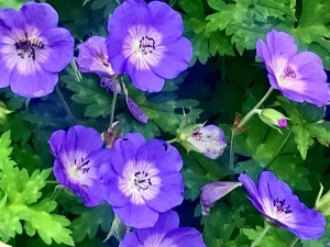 Geranium sylvaticum