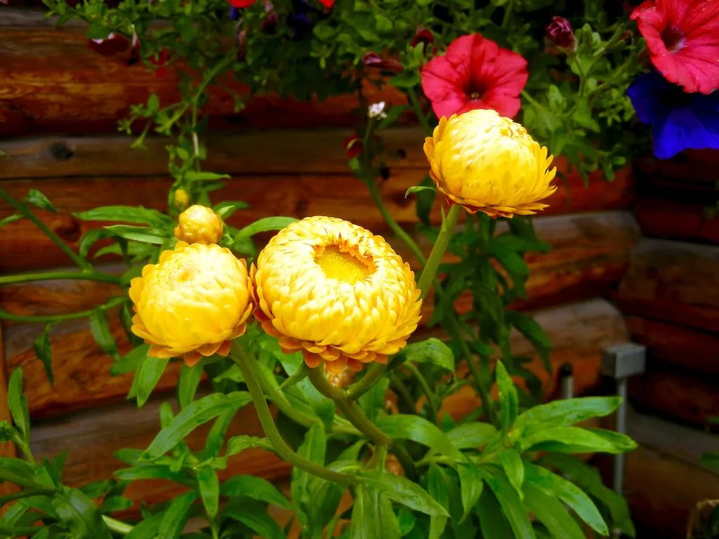 Helichrysum bracteatum