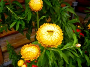 Helichrysum bracteatum