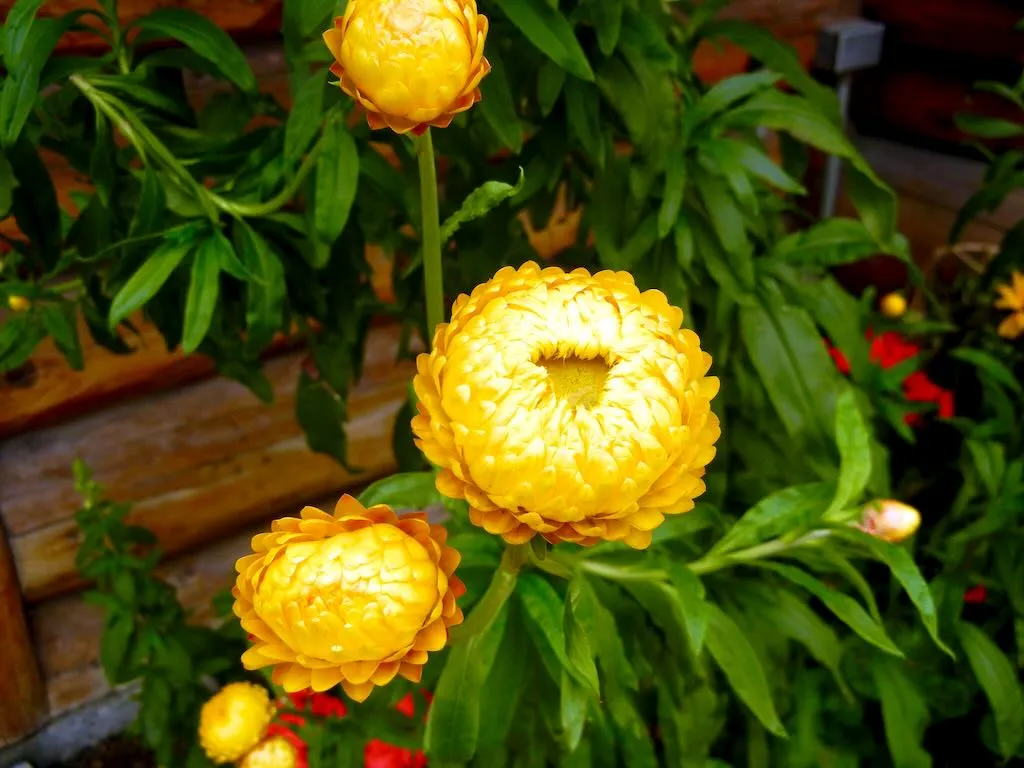 Helichrysum bracteatum