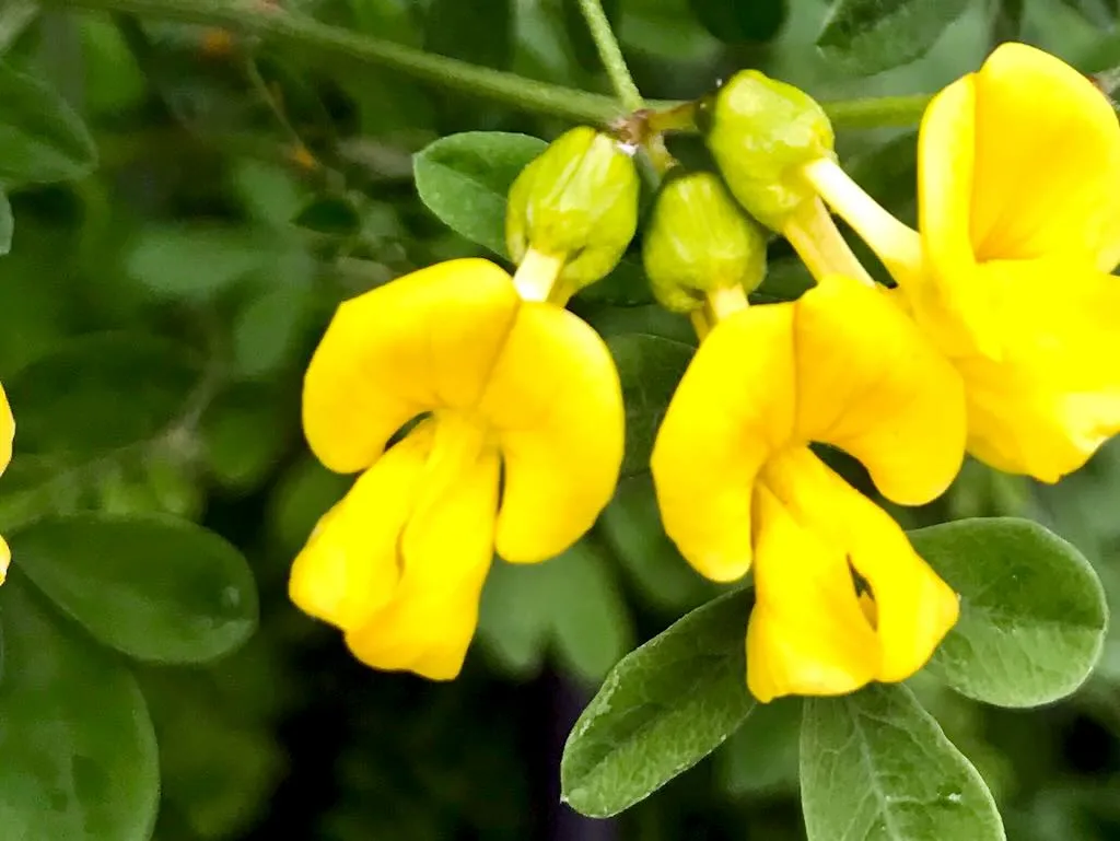 Hippocrepis emerus
