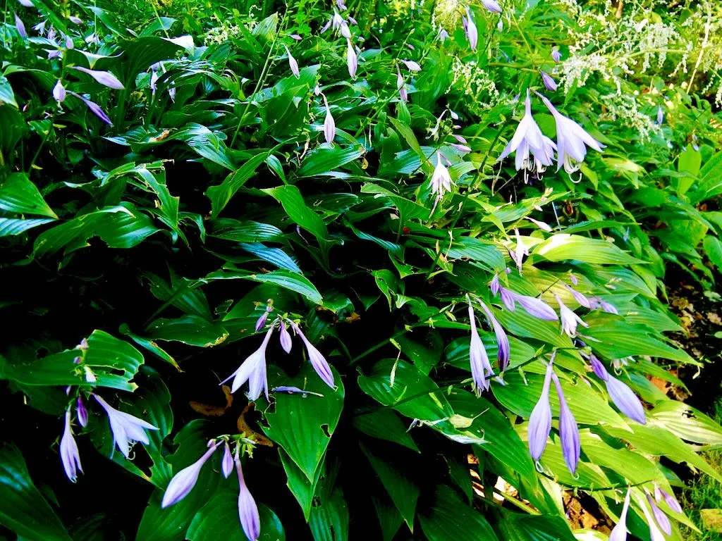 Hosta lancifolia-1 - Online Flower Garden Hosta lancifolia