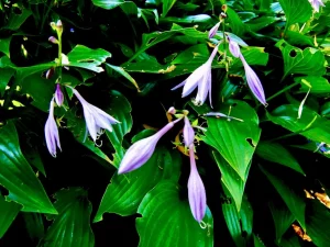 Hosta lancifolia