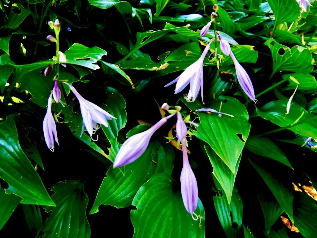 Hosta lancifolia - Online Flower Garden Hosta lancifolia