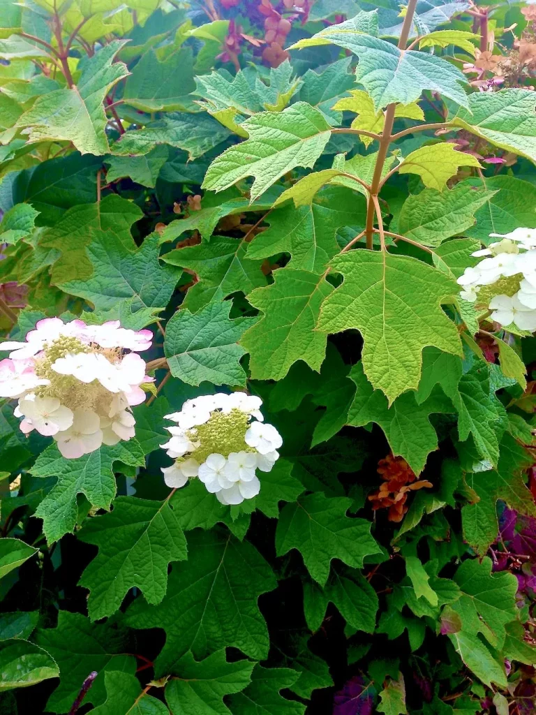 Hydrangea quercifolia Alice-1 - Online Flower Garden Hydrangea quercifolia'Alice'