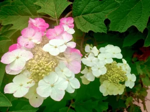 Hydrangea quercifolia 'Alice'