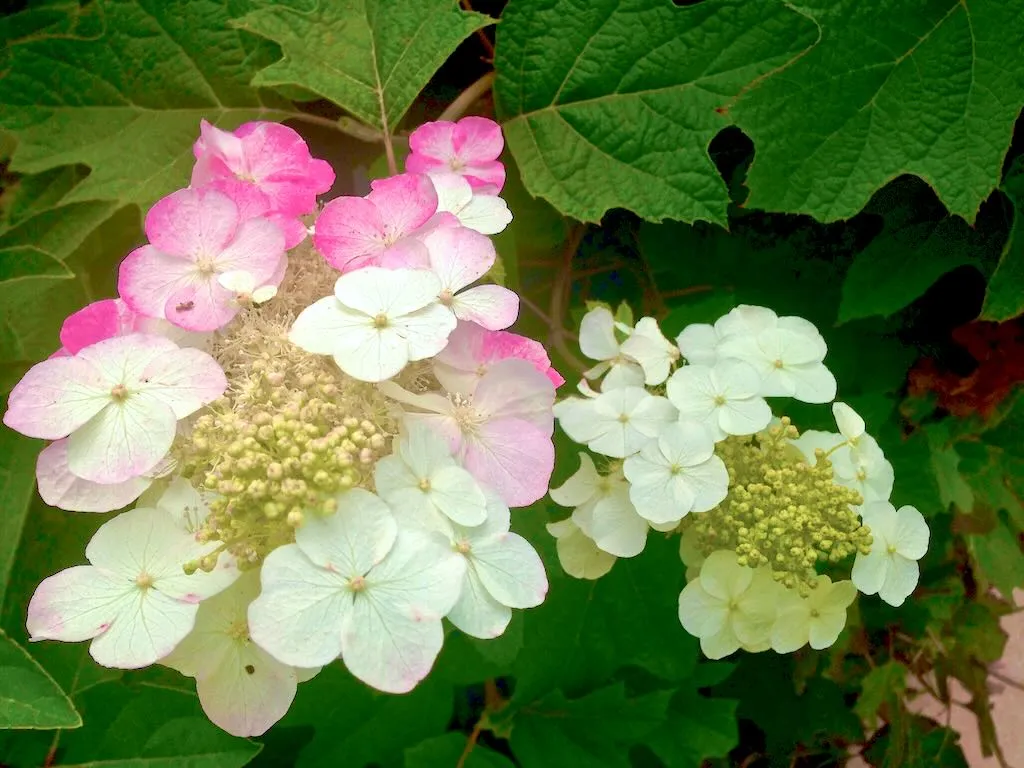 Hydrangea quercifolia Alice - Online Flower Garden Hydrangea quercifolia 'Alice'