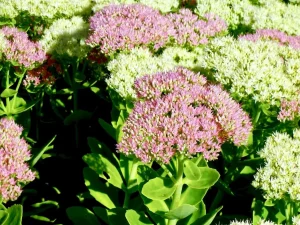 Hylotelephium spectabile