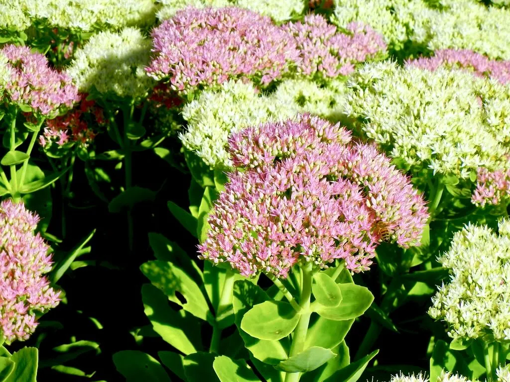 Hylotelephium spectabile