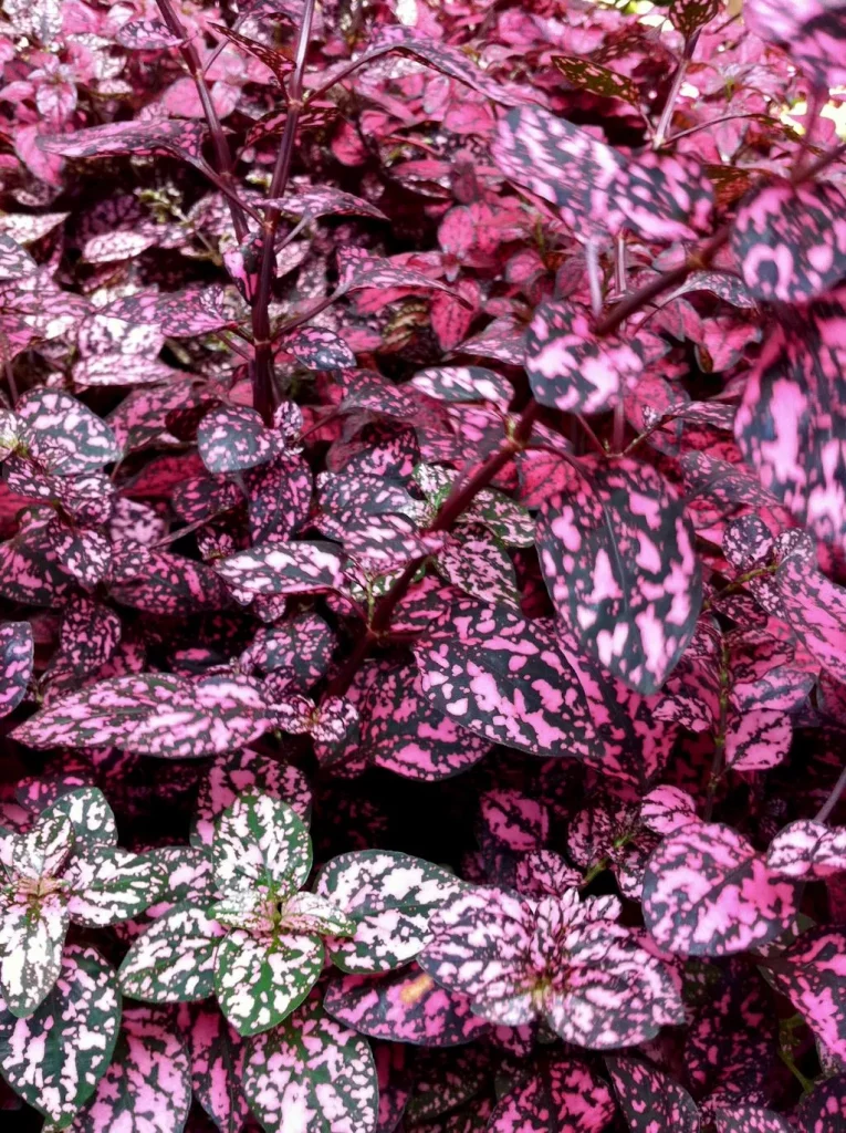 Hypoestes Phyllostachya-1 - Online Flower Garden Hypoestes Phyllostachya