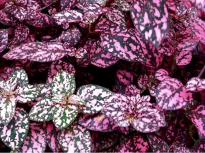 Hypoestes Phyllostachya