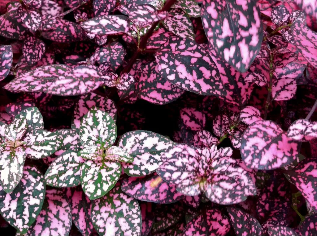Hypoestes Phyllostachya - Online Flower Garden Hypoestes Phyllostachya