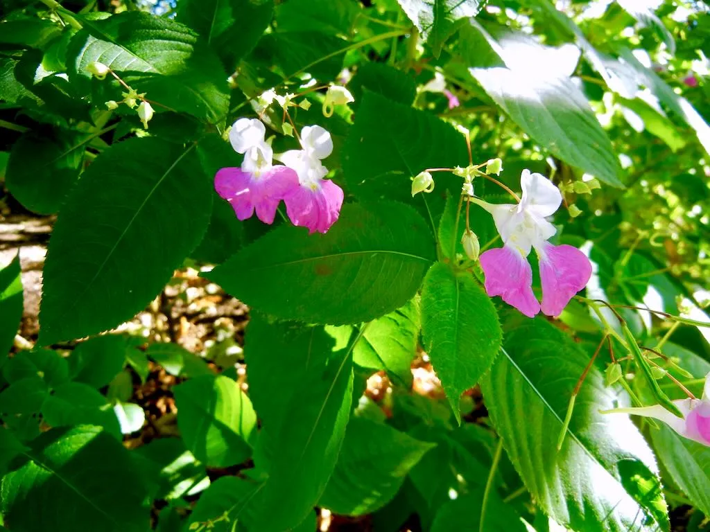 Impatiens balfourii