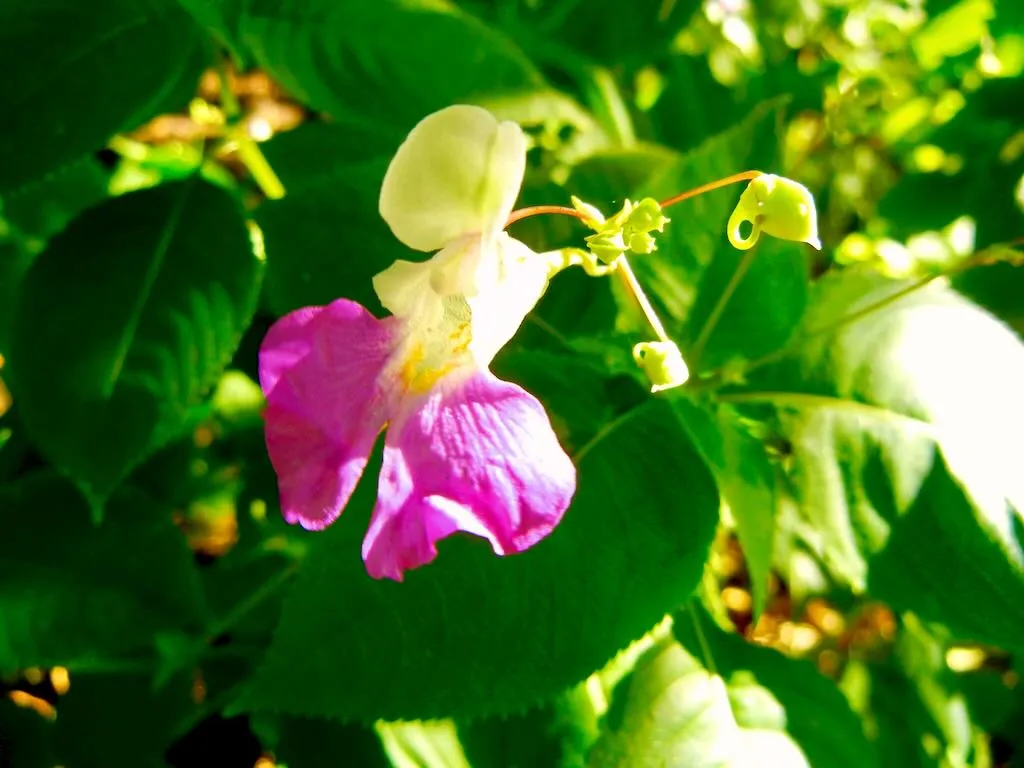 Impatiens balfourii