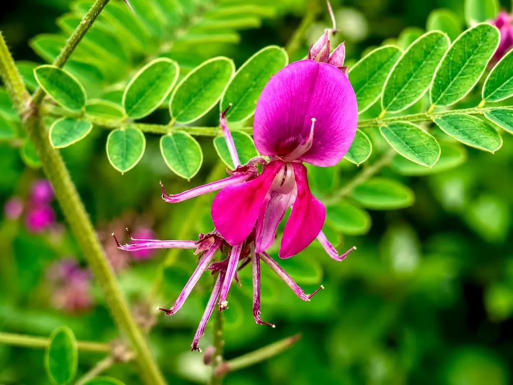 Indigofera heterantha