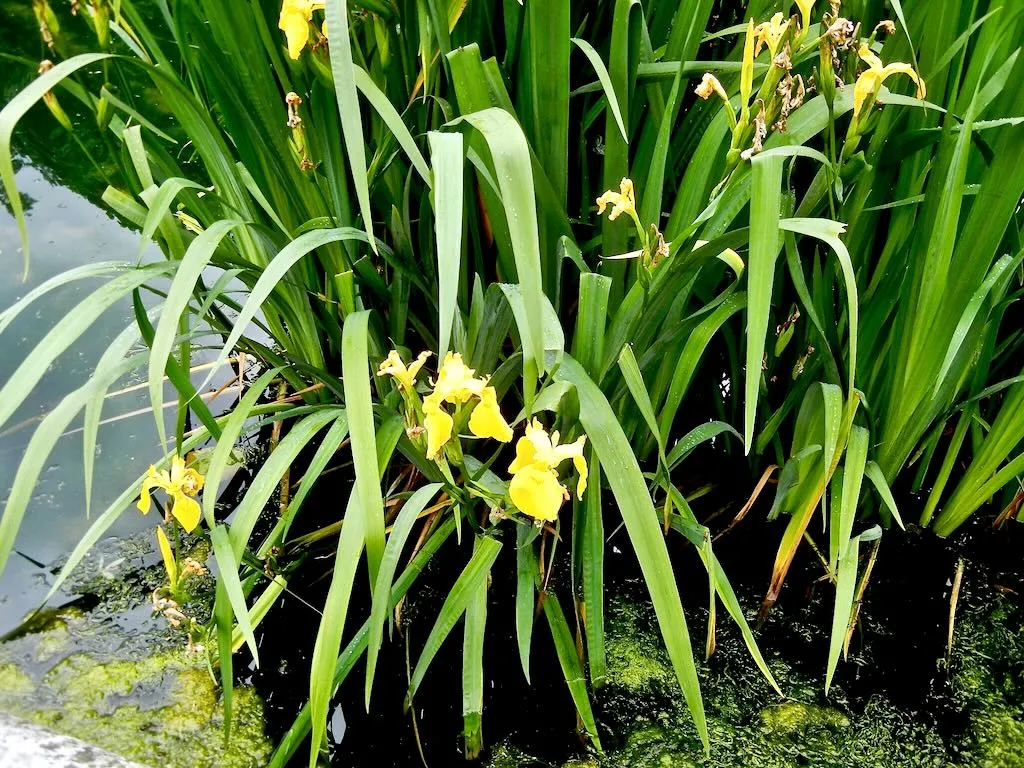 Iris pseudacorus-1 - Online Flower Garden Iris pseudacorus or Yellow Flag