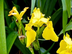 Iris pseudacorus or Yellow Flag