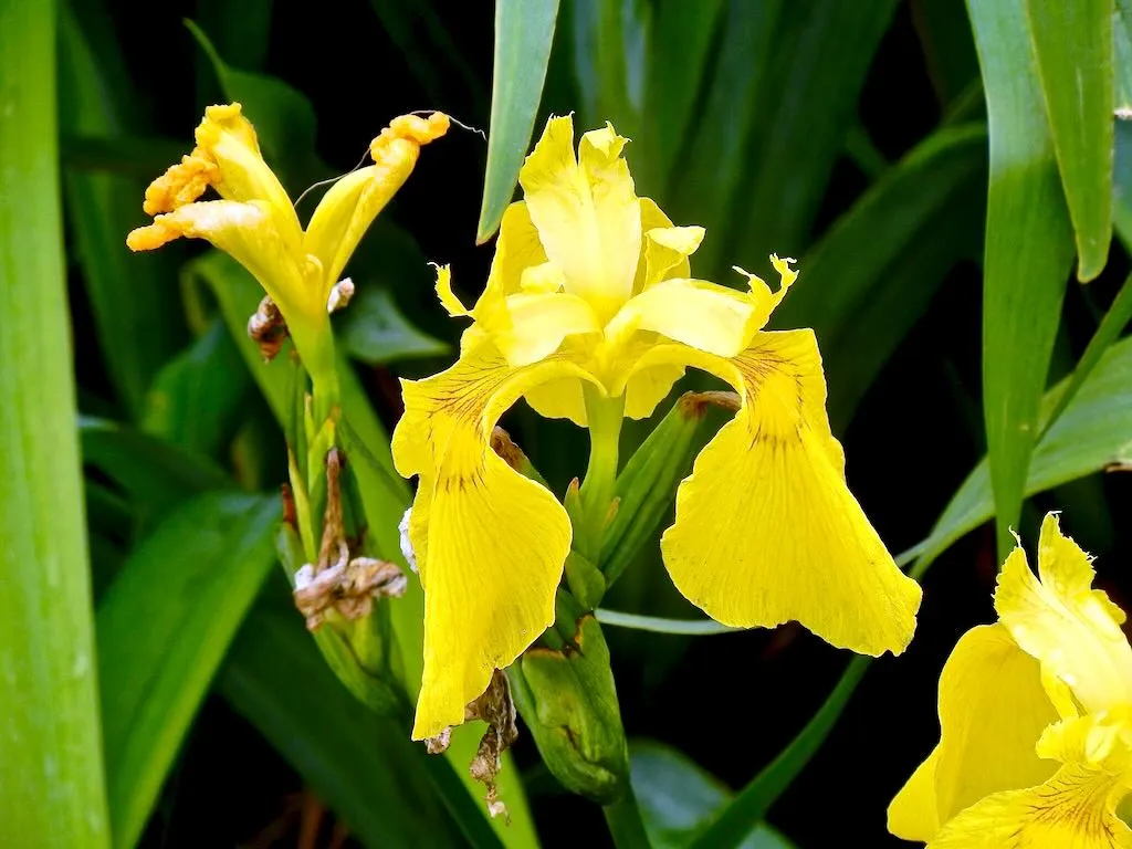 Iris pseudacorus or Yellow Flag