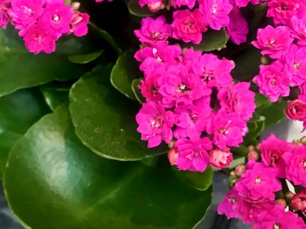 Kalanchoe blossfeldiana Hot Pink - Online Flower Garden Kalanchoe blossfeldiana 'Hot Pink'