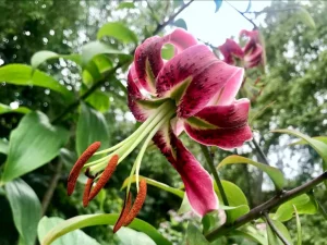 Lilium Martagon or Martagon Lily