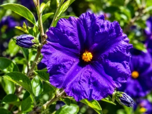 Lycianthes rantonnetii 'Royal Robe'
