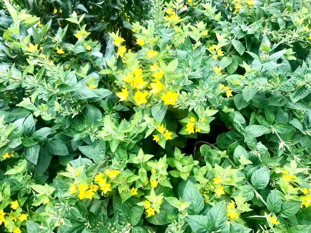 Lysimachia punctata