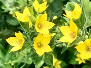 Lysimachia punctata